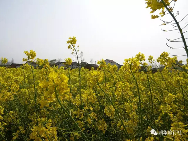 漢中：油菜花開(kāi)了